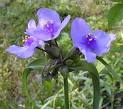 <b>Tradescantia</b> ohiensis