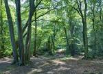File:Epping Forest Centenary Walk 2 - Sept 2008.jpg - Wikimedia ...