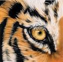 EYE OF THE TIGER IN THE YEAR OF THE TIGER ·...