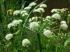 <b>Oenanthe</b> crocata