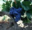 The Original Cabernet: Olga Raffault Chinon “Les Picasses” 2005 | Vino