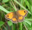 it belongs to the subfamily Satyrinae, of the family of Nymphalidae. - via Daymix
