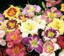 Daylilies - Varieties of Daylilies, Buy Daylilies, Daylily Plants