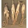 Herbal Information Center - Ginseng - Benefits, Usage, Side ...