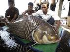 Alpena Now » US Army Corps to study Asian carp, other invasives