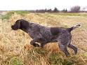 Hunting Dogs - Dogs and Cats Wiki