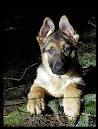 http://dogbreedinsight.com/wp-content/uploads/2012/01/German-Shepherd-19.jpg