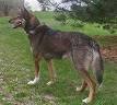 Alaskan Husky - Wikipedia, the free encyclopedia