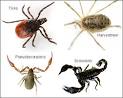 Spider Relatives, Arachnids, at Eurospiders.