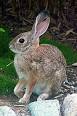 200px-Sylvilagus_audubonii_2.jpg