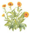 TLC Family "Calendula: Herbal Remedies"