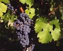 Red Grape Varieties