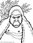 Gorilla coloring page