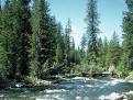 Deciduous Forest