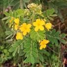 <b>Fabaceae</b> Senna linheimeriana