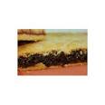 Currant Slice - Country Fare Bakery