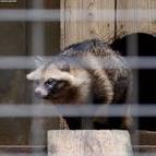 Phylum|:Chordata Classis:Mammalia Ordo:Carnivora Familia:Canidae Genus: - via Daymix