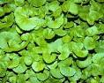 Gotu-Kola Leaf Extract - Wise Mountain Botanicals