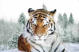 Siberian tiger in the wild laying down