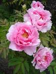 File:<b>Paeonia</b> suffruticosa01