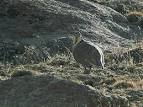 Birds of India - Himalayan Snowcock - Tetraogallus himalayensis ...