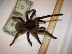 File:Theraphosa blondi 1.jpg - Wikipedia, the free encyclopedia