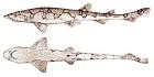 File:Chain catshark.png - Wikipedia, the free encyclopedia
