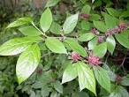 <b>Calycanthaceae</b> Calycanthus