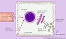 hormone: mechanisms of cellular communication -- Britannica Online ...