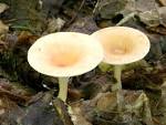Fungi Wallpaper
