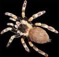 Arthropoda Facts, information, pictures | Encyclopedia.com ...