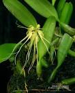 Bulbophyllum vaginatum