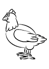 Chicken coloring page