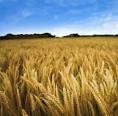 Global Wheat Crop Threatened by Fungus: A Q&amp;A with Han Joachim ...