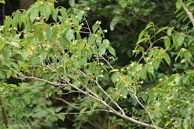 Image result for Baphia capparidifolia