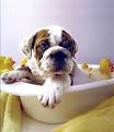 Dog Fountain Dog Grooming Blog | Adventures in Dog Grooming