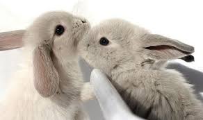 rabbit facts