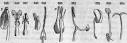 Peculiar-forms-of-stamens-845- ...