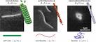 Introduction: Cytoskeleton - Soft Matter Physics Division ...