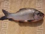 File:Catla catla.JPG - Wikipedia, the free encyclopedia