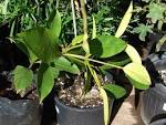 <b>Garcinia mangostana</b>.jpg