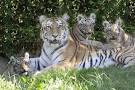 Man Jumps Over Fence at Bronx Zoo… Gets Mauled by Tiger | TheBlaze.