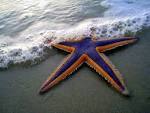 Mark Walz in Echinoderm, - via Daymix