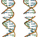 <b>DNA breaks</b>
