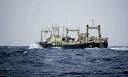 whale meat japan