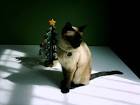 Christmas cat public domain - via Daymix