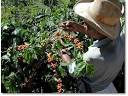 Harvesting Coffee Beans - CoffeeResearch.