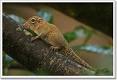 African pygmy squirrel - Myosciurus pumilio - Animal-