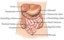 Symptoms of Irritable Bowel Syndrome (IBS) - Irritable Bowel ...