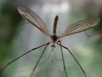 crane fly